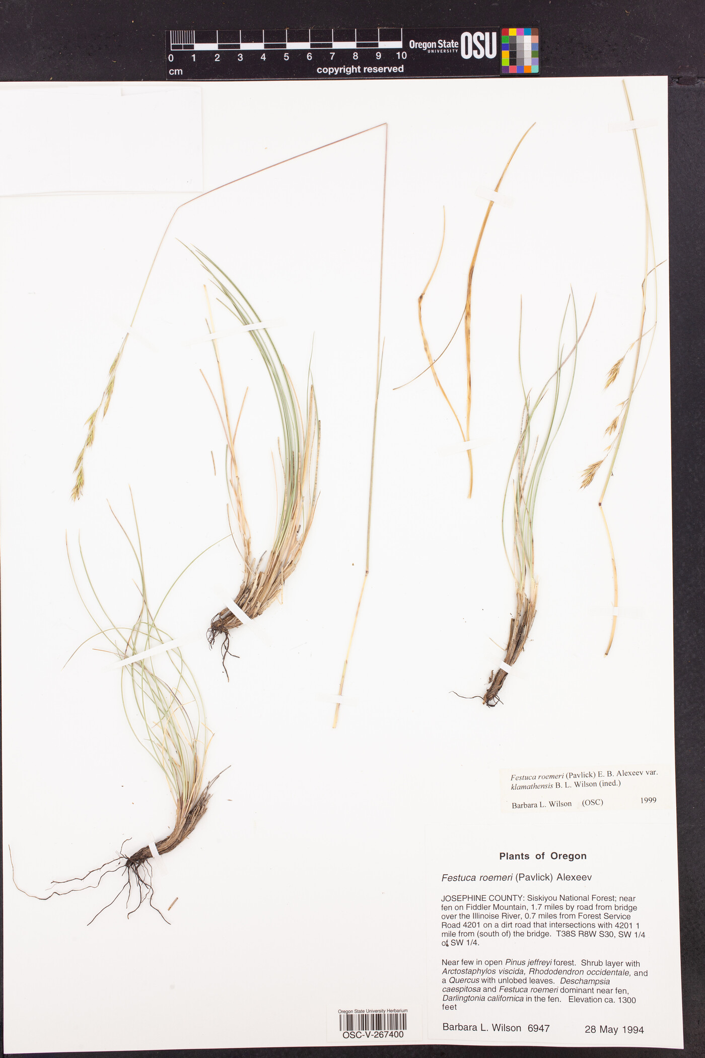 Festuca idahoensis subsp. roemeri image