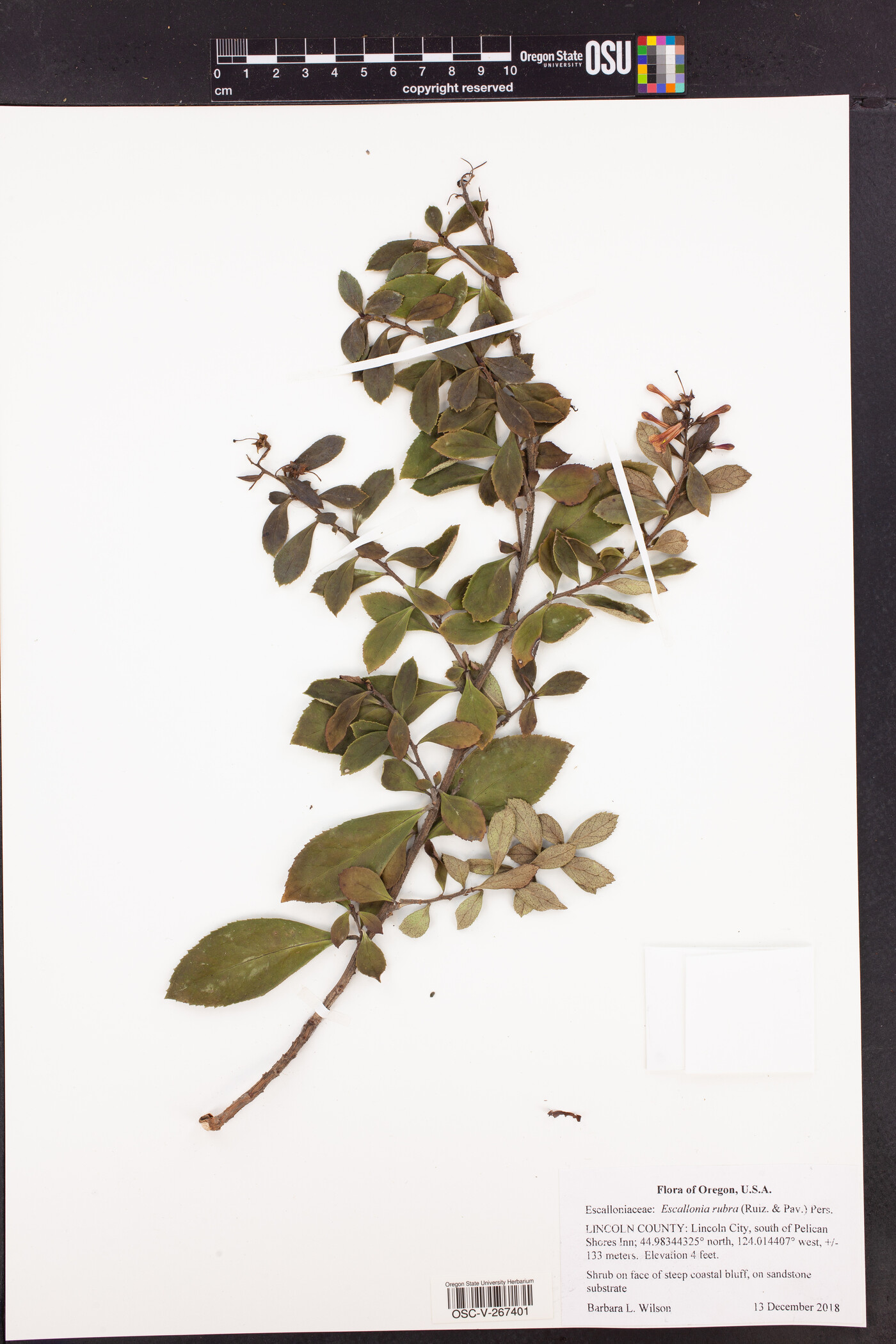 Escallonia rubra image