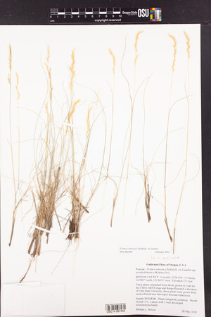 Festuca valesiaca image