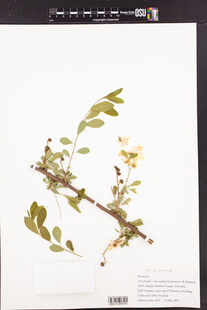 Exochorda x macrantha image