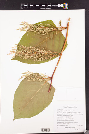 Fallopia japonica image
