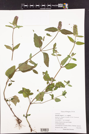 Prunella vulgaris var. vulgaris image