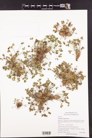 Trifolium suffocatum image