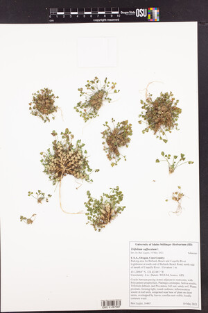 Trifolium suffocatum image