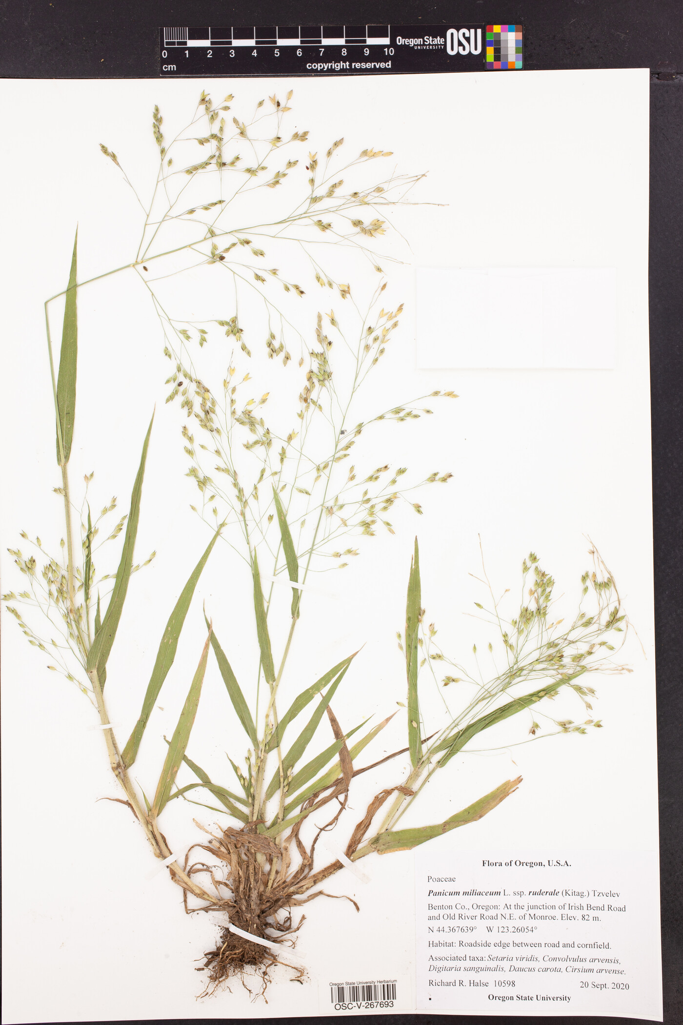 Panicum miliaceum subsp. ruderale image