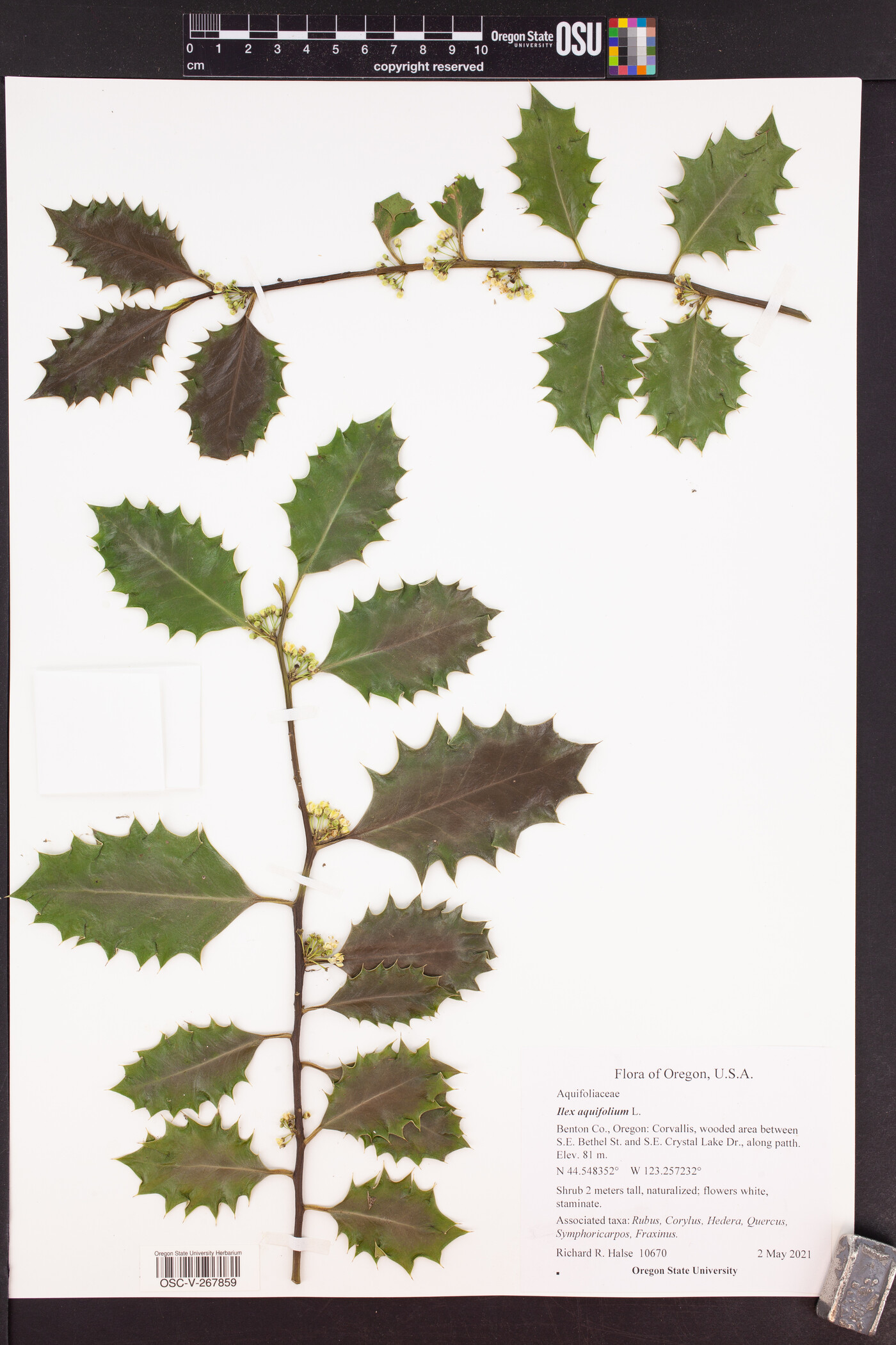 Aquifoliaceae image