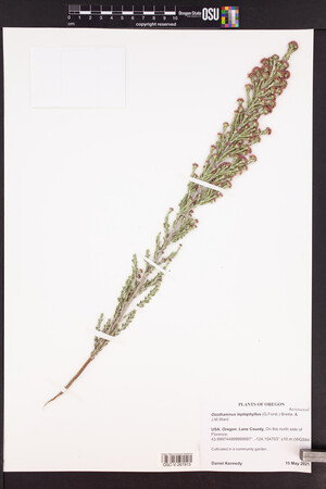 Ozothamnus leptophyllus image