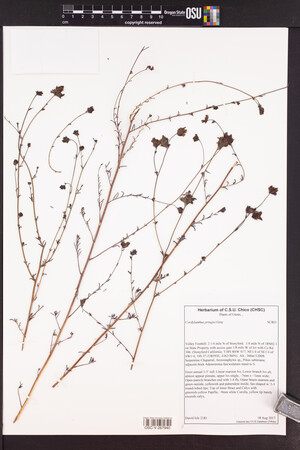Cordylanthus pringlei image
