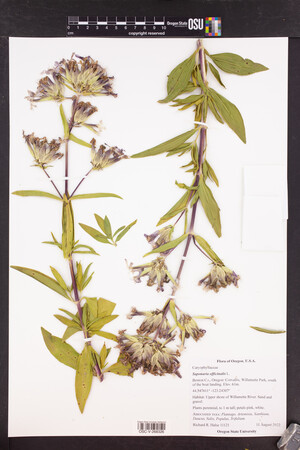 Saponaria officinalis image