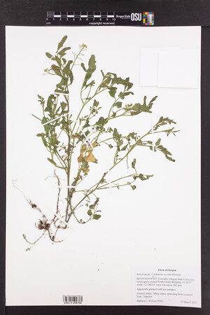 Cardamine occulta image