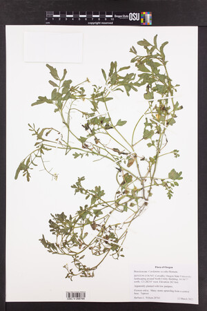 Cardamine occulta image