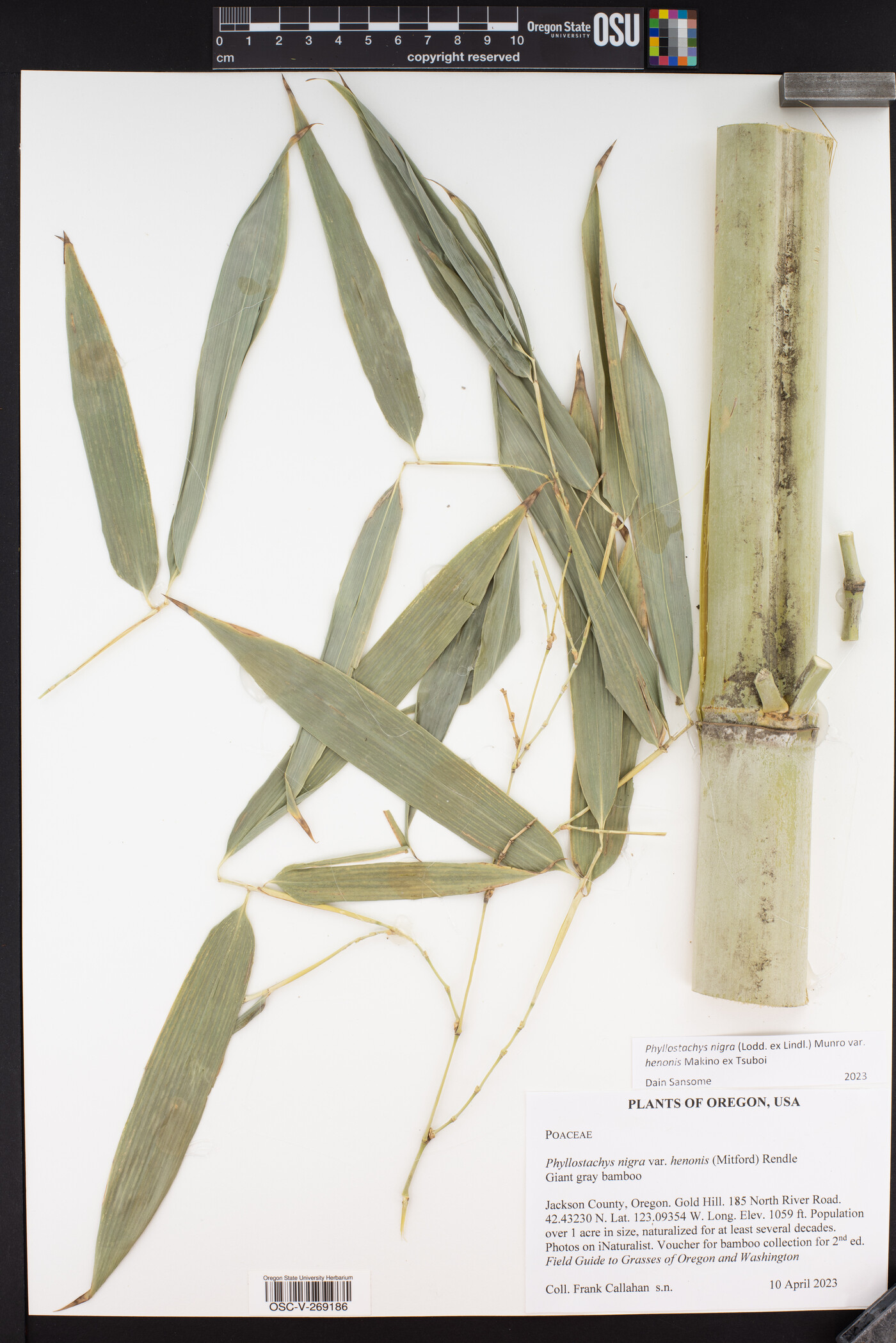 Phyllostachys nigra var. henonis image