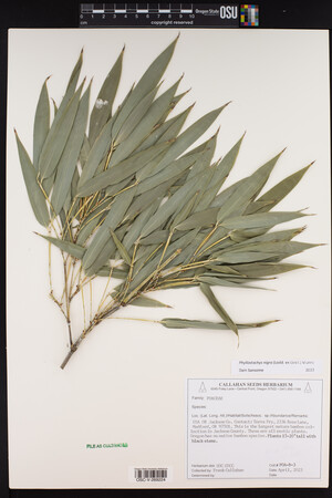 Phyllostachys nigra image