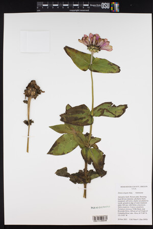 Zinnia violacea image