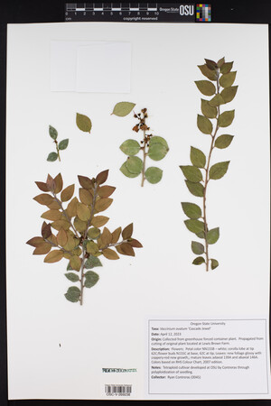 Vaccinium ovatum image