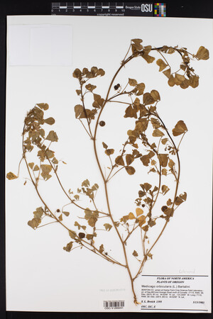 Medicago orbicularis image