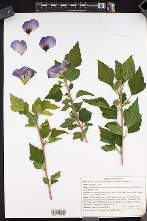 Hibiscus syriacus image