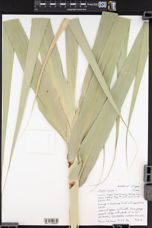 Arundo donax image