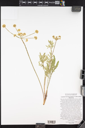 Lomatium triternatum image