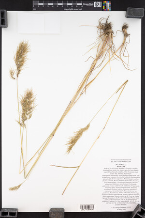 Poa bulbosa image