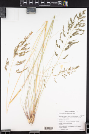 Eragrostis curvula image