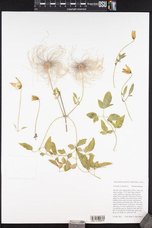 Clematis orientalis image