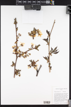 Prunus avium image