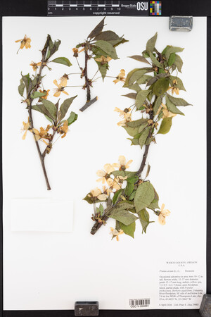 Prunus avium image