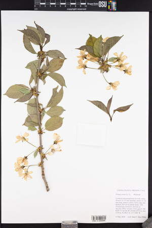 Prunus avium image