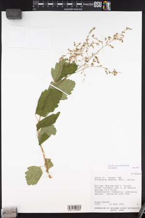 Holodiscus discolor image