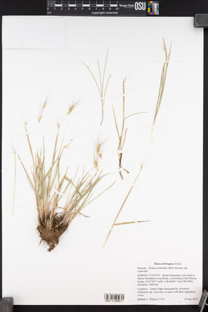 Elymus elymoides subsp. elymoides image