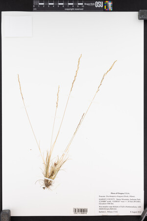 Deschampsia elongata image