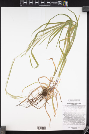 Bromus vulgaris image