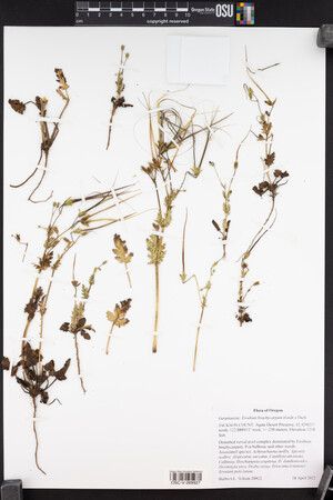 Erodium brachycarpum image