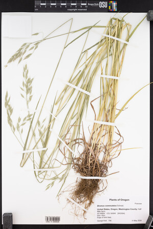 Bromus commutatus image