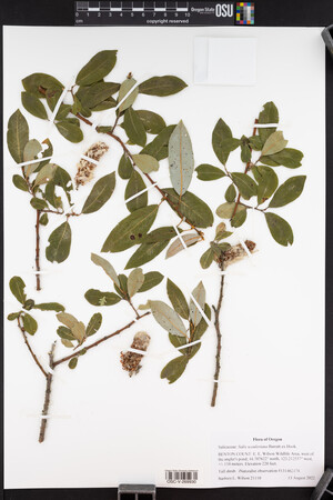 Salix scouleriana image