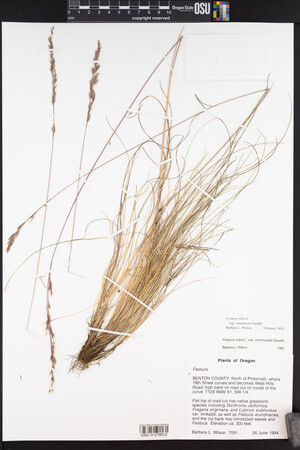 Festuca rubra image