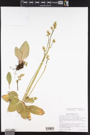 Micranthes integrifolia image