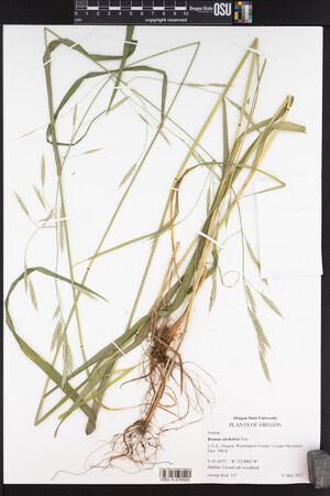 Bromus sitchensis image