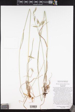 Bromus carinatus image