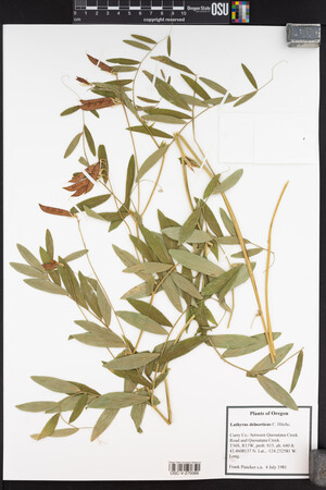 Lathyrus delnorticus image