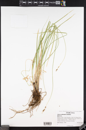 Carex occidentalis image