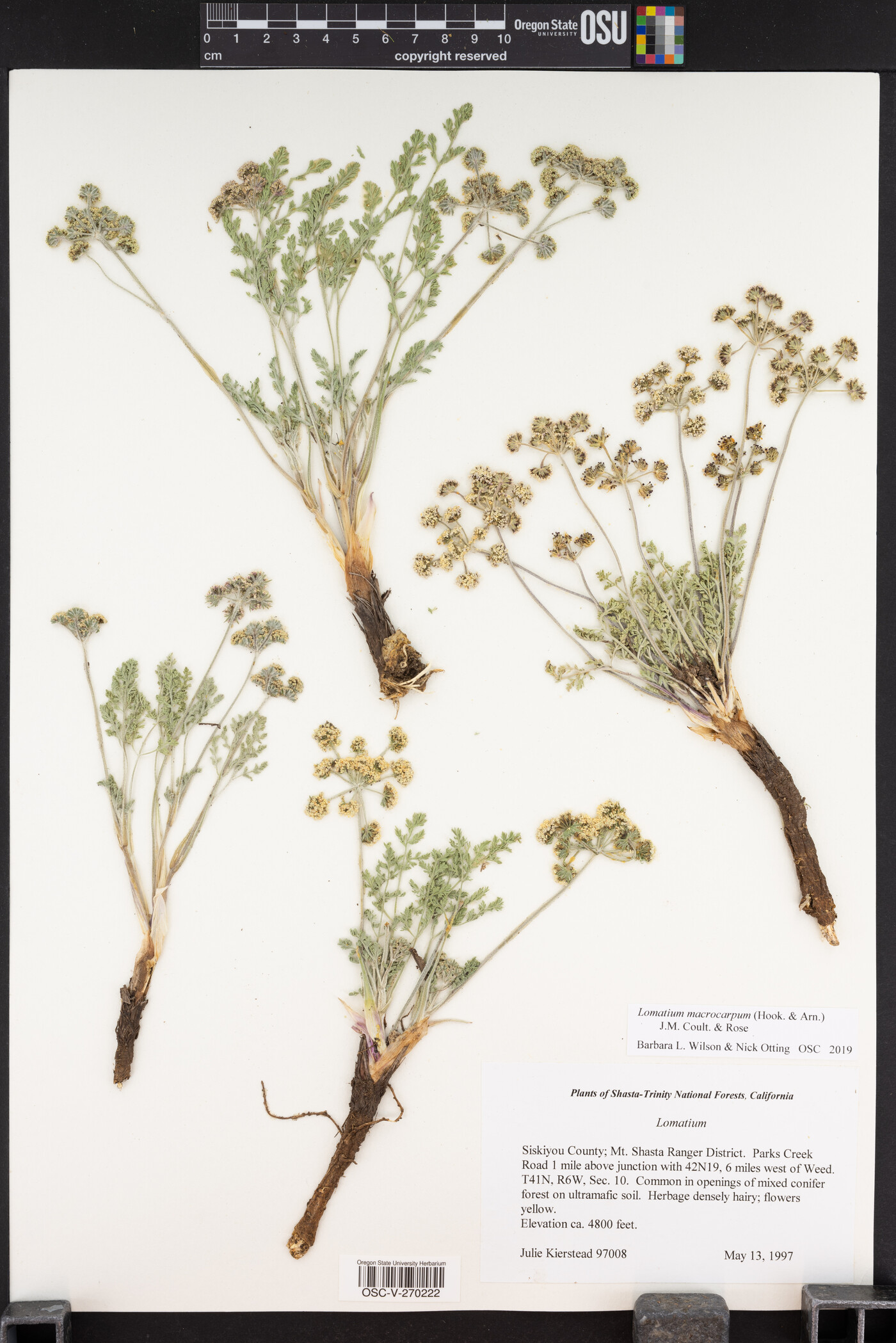 Lomatium macrocarpum image