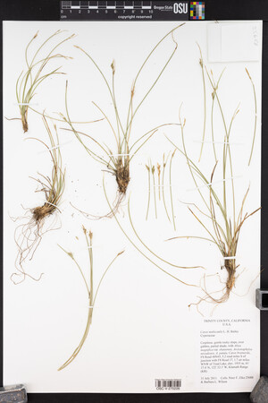 Carex multicaulis image