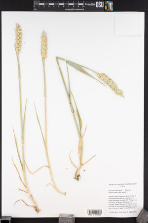 Triticum aestivum image