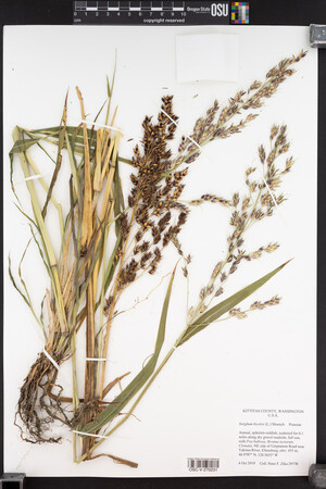 Sorghum bicolor image