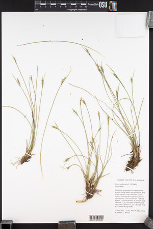 Carex multicaulis image