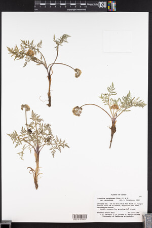 Lomatium nevadense var. nevadense image