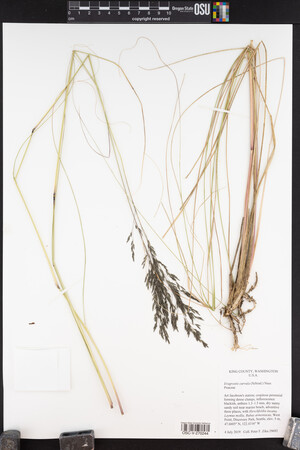 Eragrostis curvula image