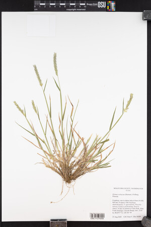 Elymus violaceus image